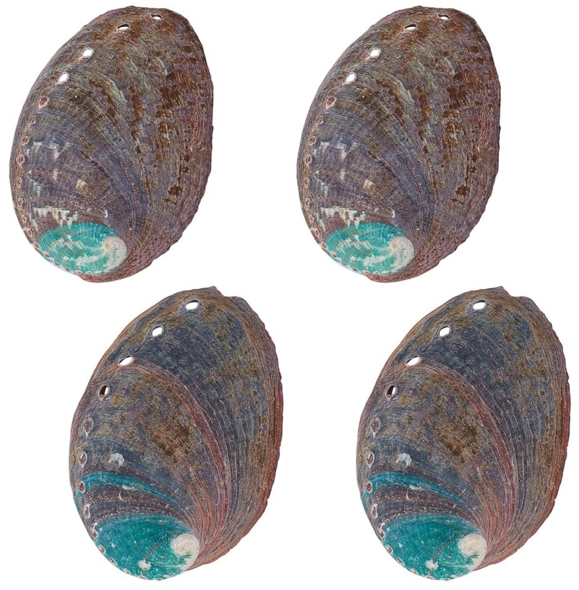 Dailygoods Abalone Schelp Set van 4 - Natuurlijke Iriserende Schelpen - 3,5 Inch - Decoratieve Smudge Bowl