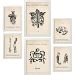 POSTER Set Mit 6 Von Kopf Bis Fuß Medizinische Illustrationen Im Vintage Stil Von Anatomie, Körperteilen, Knochen Und Muskeln A3 & A4 Weißer Rahmen