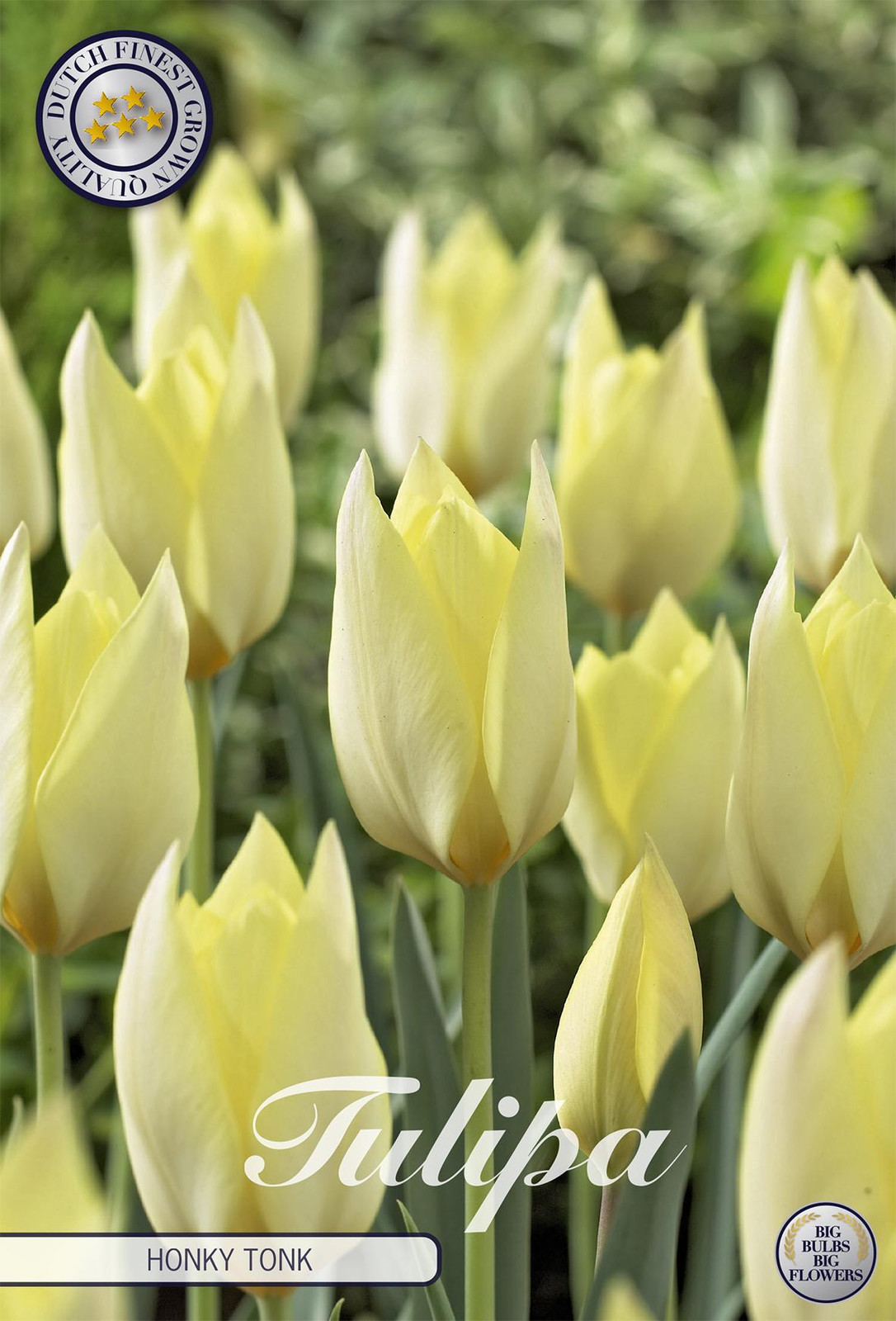 Sam van Schooten Tulpen Honky Tonk Tulpenbollen (10 stuks)