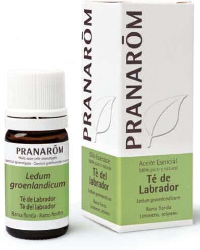 Pranarom Labrador Tea Essential Oil 5 ml 5 ml