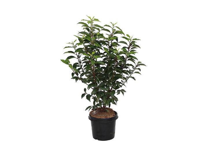 Portugiesische Lorbeerkirsche - Prunus lus. Angustifolia 50 - 60cm inklusive Topf