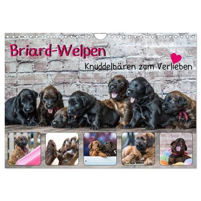 Briard-Welpen - Knuddelbären zum Verlieben (Wandkalender 2026 DIN A4 quer), CALVENDO Monatskalender