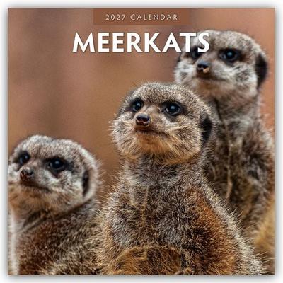 Meerkats – Erdmännchen 2027 – 16-Monatskalender