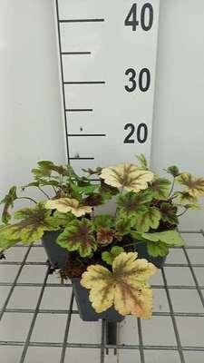 6 x Heucherella hybr. Golden Zebra Bastaardschuimplant - Pot van 9 x 9 cm - GRDplanten