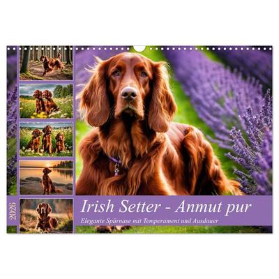 Irish Setter - Anmut pur (Wandkalender 2026 DIN A3 quer), CALVENDO Monatskalender