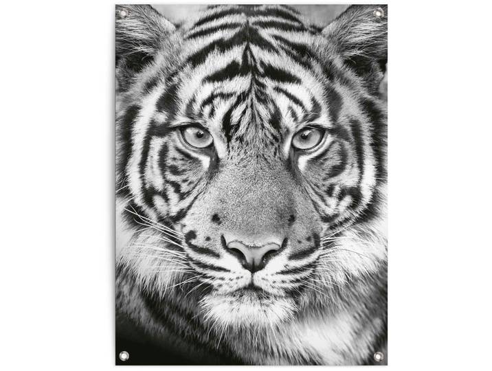 Poster REINDERS Tigerblick , schwarz (farbe bild(er): schwarz, weiß), B:60cm H:80cm T:0,1cm, Leinwand, Bilder, Poster