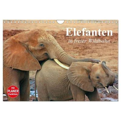 Elefanten in freier Wildbahn (Wandkalender 2027 DIN A4 quer), CALVENDO Monatskalender