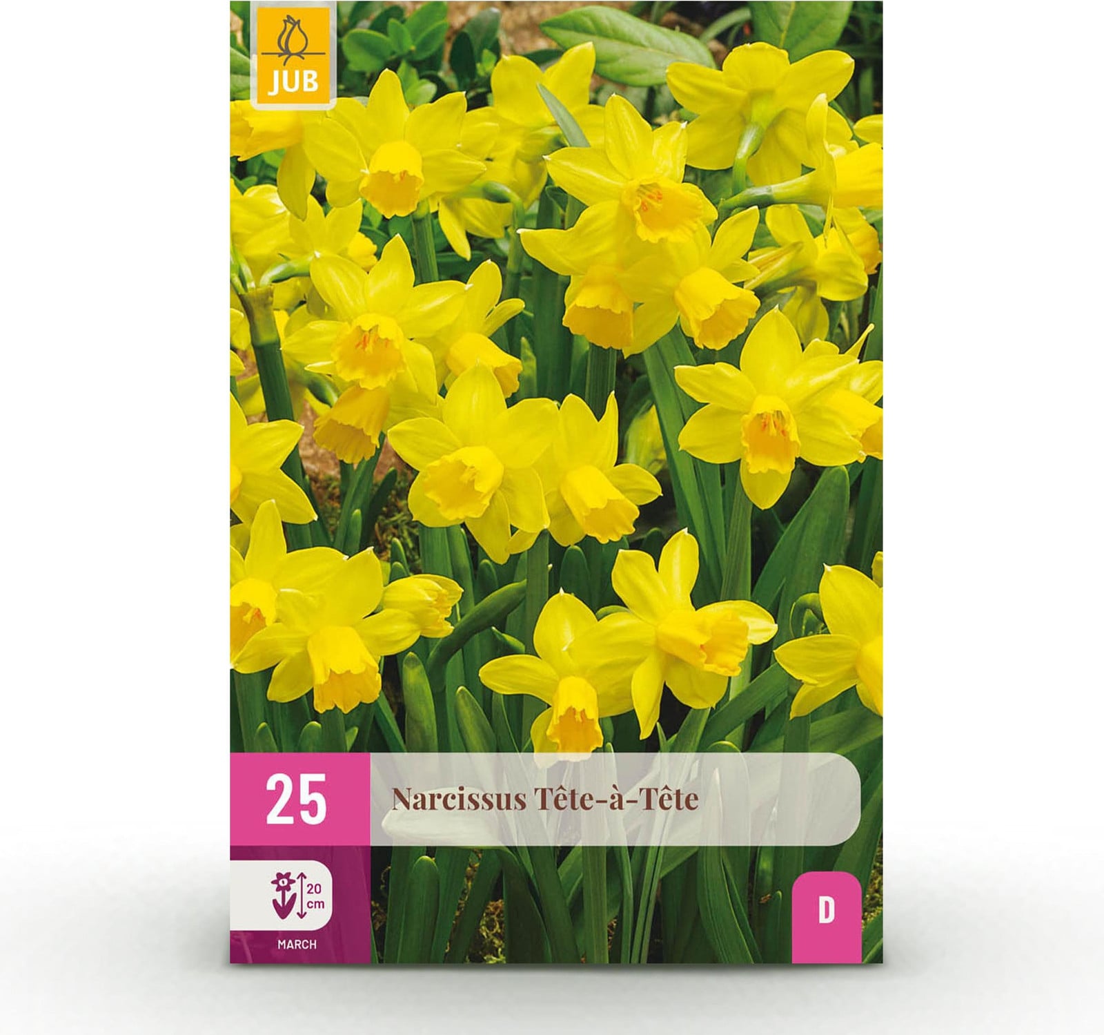 Bolmaat Narcis Tete-A-Tete Geel - 25 stuks - Tuinplant