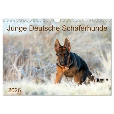 Junge Deutsche Schäferhunde (Wandkalender 2026 DIN A4 quer), CALVENDO Monatskalender