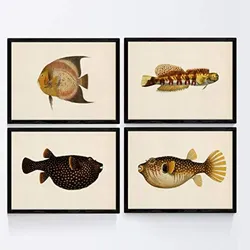 POSTER Set mit 4 bunten Fischen schwarz gelb TonEffekt mit Altpapier Hintergrund A4 Schwarzer Rahmen