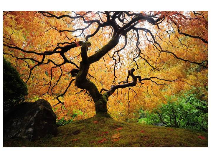 Digitaldruck auf Glas Der Baum image LAND