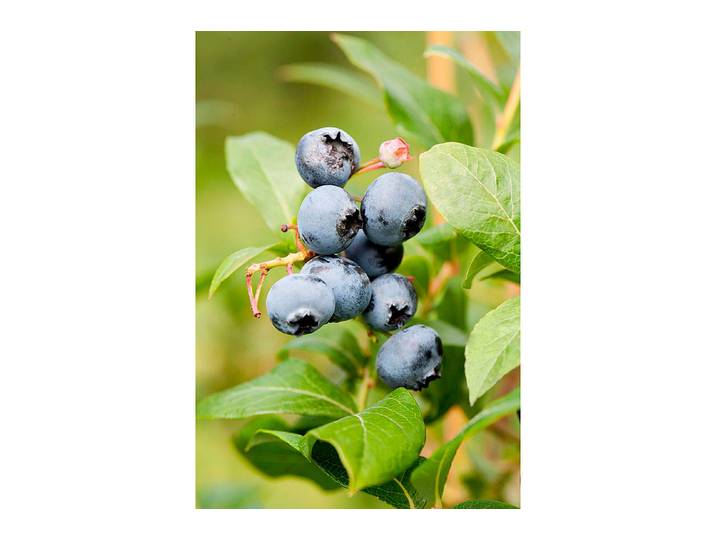 Heidelbeere Goldtraube ' (Vaccinium corymbosum 'Goldtraube '), Topfgrösse Ø21cm'
