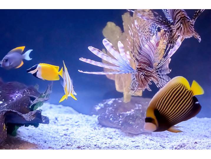 Papermoon Fische