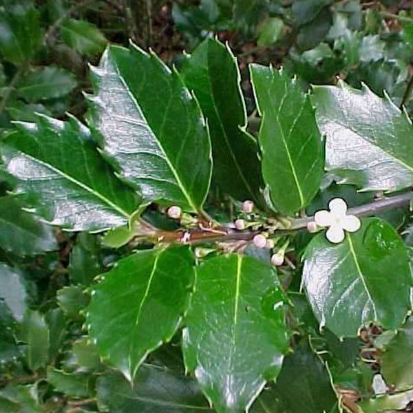 2 x Hulstboom Ilex meserveae Blue Prince in pot, 40-60 cm van Arborix