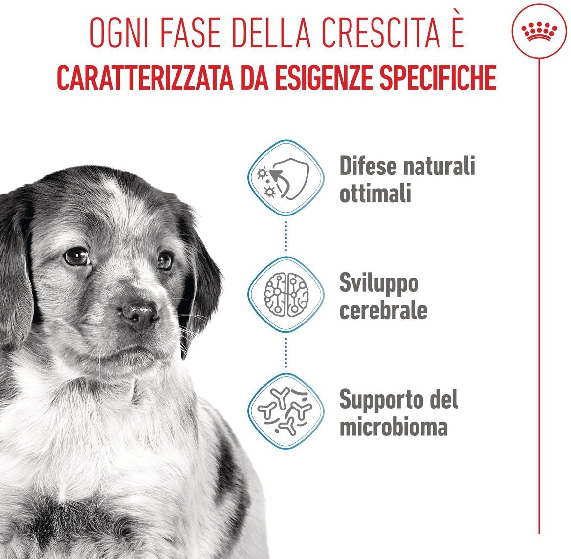 Royal Canin Medium Puppy Alimento completo per cuccioli di taglia media Fino a 12 mesi di età 3KG