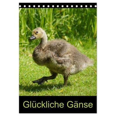 Glückliche Gänse (Tischkalender 2027 DIN A5 hoch), CALVENDO Monatskalender