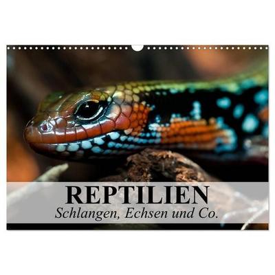 Reptilien Schlangen, Echsen und Co. (Wandkalender 2026 DIN A3 quer), CALVENDO Monatskalender