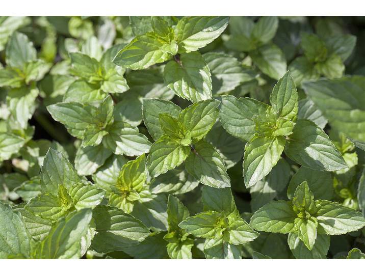 Naturaplan Pfefferminze ⌀ 13 cm