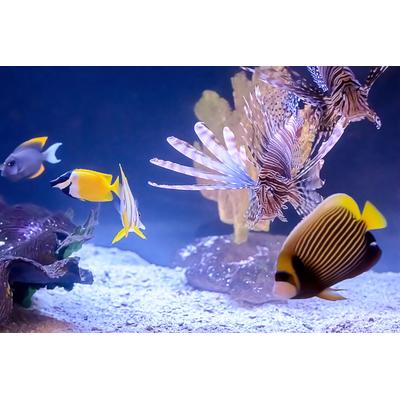 Papermoon "Fische"