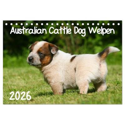 Australian Cattle Dog Welpen (Tischkalender 2026 DIN A5 quer), CALVENDO Monatskalender