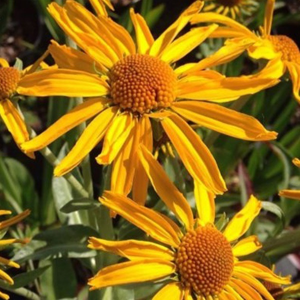 6 x Helenium hoopesii Sonnenbraut in pot van 9x9 cm van Arborix
