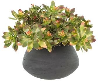 Creative Labs Echeveria Arrangement