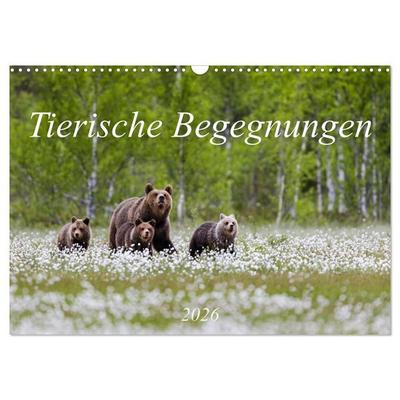 Tierische Begegnungen (Wandkalender 2026 DIN A3 quer), CALVENDO Monatskalender