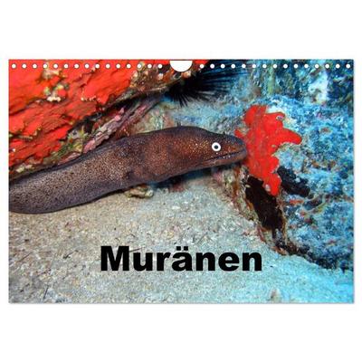 Muränen (Wandkalender 2026 DIN A4 quer), CALVENDO Monatskalender