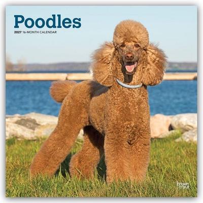 Poodles – Pudel 2027 – 16-Monatskalender