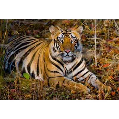 Fototapete PAPERMOON "Tiger", bunt, B:2m L:1,49m, Vlies, Tapeten