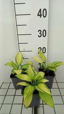 6 x Hosta hybride June GRDplanten - Pot Ø 9 x 9 cm