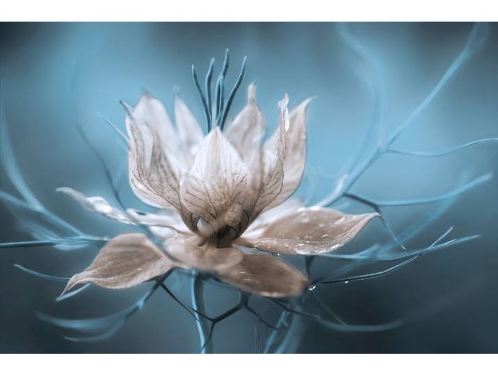 Fototapete PAPERMOON Photo-Art MANDY DISHER, NIGELLA, BLUMENBLÜTE TÜRKIS , bunt, B:4m L:2,6m, Vlies, Tapeten, Fototapete