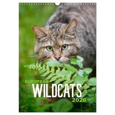 European Wildcats (Wall Calendar 2026 DIN A3 portrait), CALVENDO 12 Month Wall Calendar