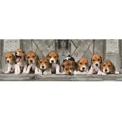 Clementoni: Panorama Beagle Hunde Puzzle - 1000 Teile