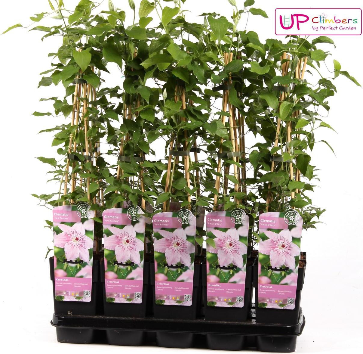 Hoogeveen Plants BV Klimop Clematis Pink Fantasy