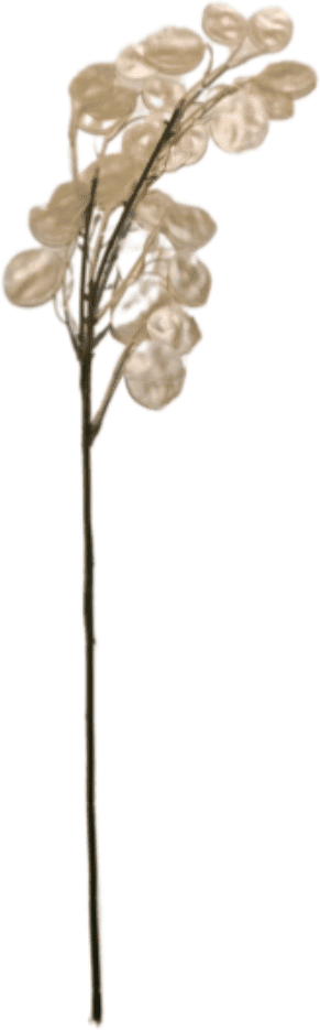 Champagne Faux Honesty Single Stem