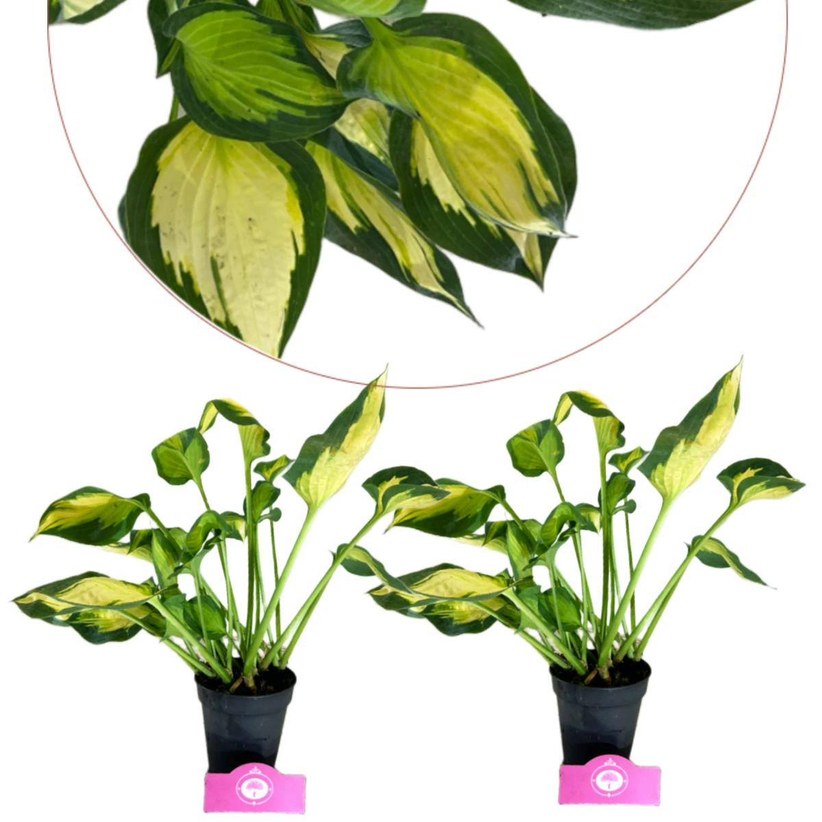 Set van 2 meerjarige Forbidden Fruit planten in 13 cm potten