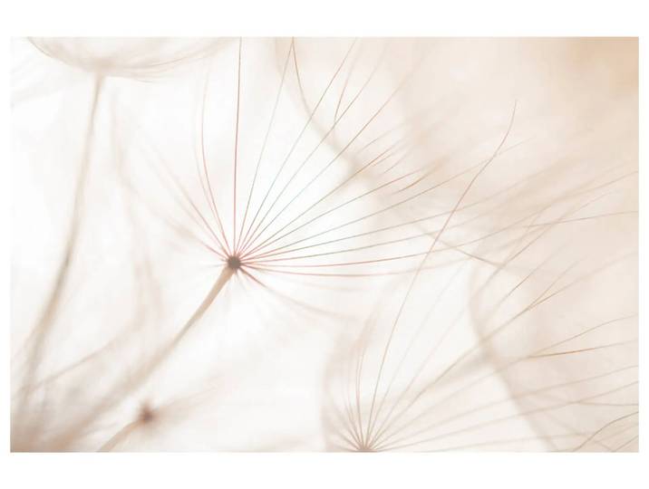 Digitaldruck auf Acrylglas Pusteblume 2 image LAND / Grösse: 120 x 80 cm