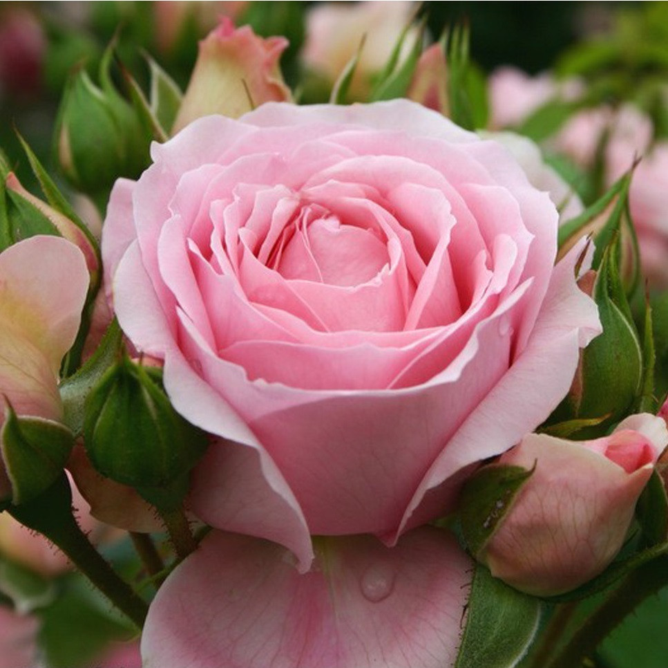Kordes Rosenfee Rosa Feenrose