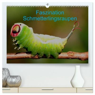 Faszination Schmetterlingsraupen (hochwertiger Premium Wandkalender 2027 DIN A2 quer), Kunstdruck in Hochglanz