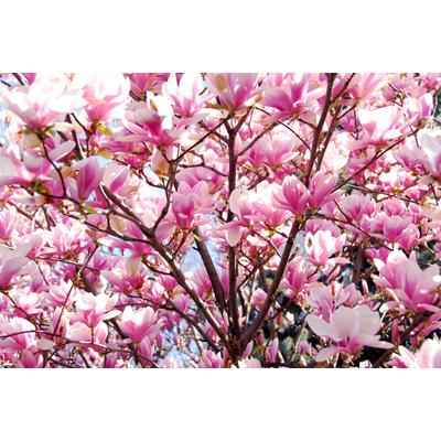 Fototapete PAPERMOON "Kirschblüten", bunt, B:2,5m L:1,86m, Vlies, Tapeten