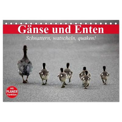 Gänse und Enten. Schnattern, watscheln, quaken! (Tischkalender 2027 DIN A5 quer), CALVENDO Monatskalender