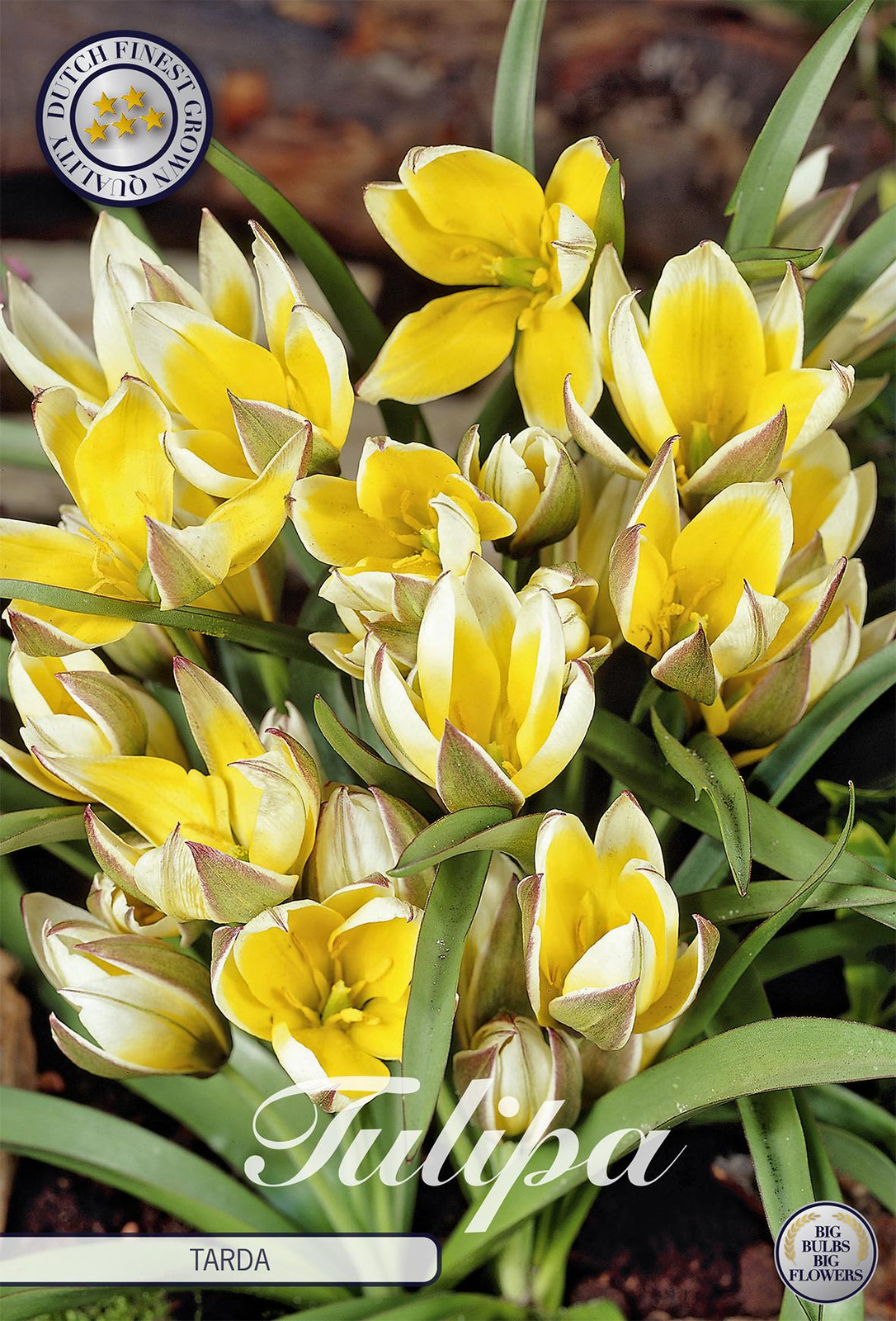 Sam van Schooten Tulpe Tarda Tulpbollen (10 stuks)