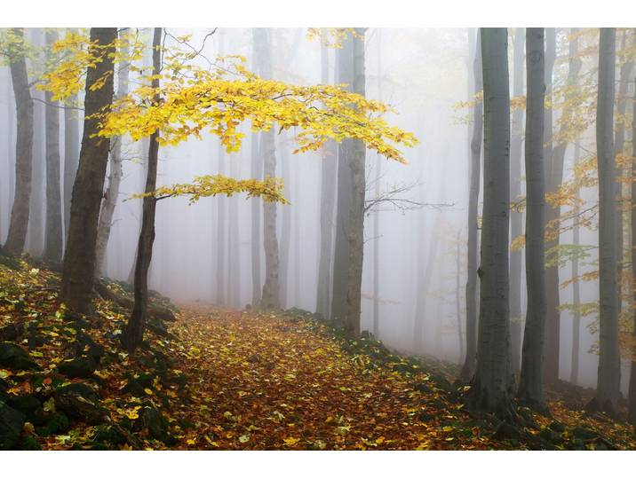 Fototapete PAPERMOON Photo-Art MARTIN RAK, NOVEMBERWALD , bunt, B:1,5m L:1,11m, Vlies, Tapeten, Fototapete