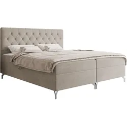 BOXBETT Guilette - H3