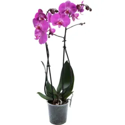 Orchidee Extra (Phalaenopsis) 2 Triebe, dunkelrosa, d12