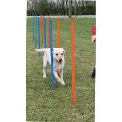 Dog - Agility - Slalom