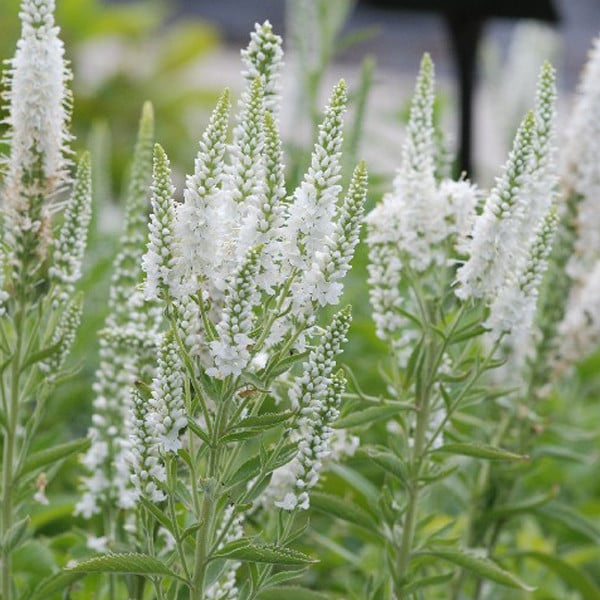 6 x Eerwortel Veronica spicata Alba in pot van 9x9 cm van Arborix