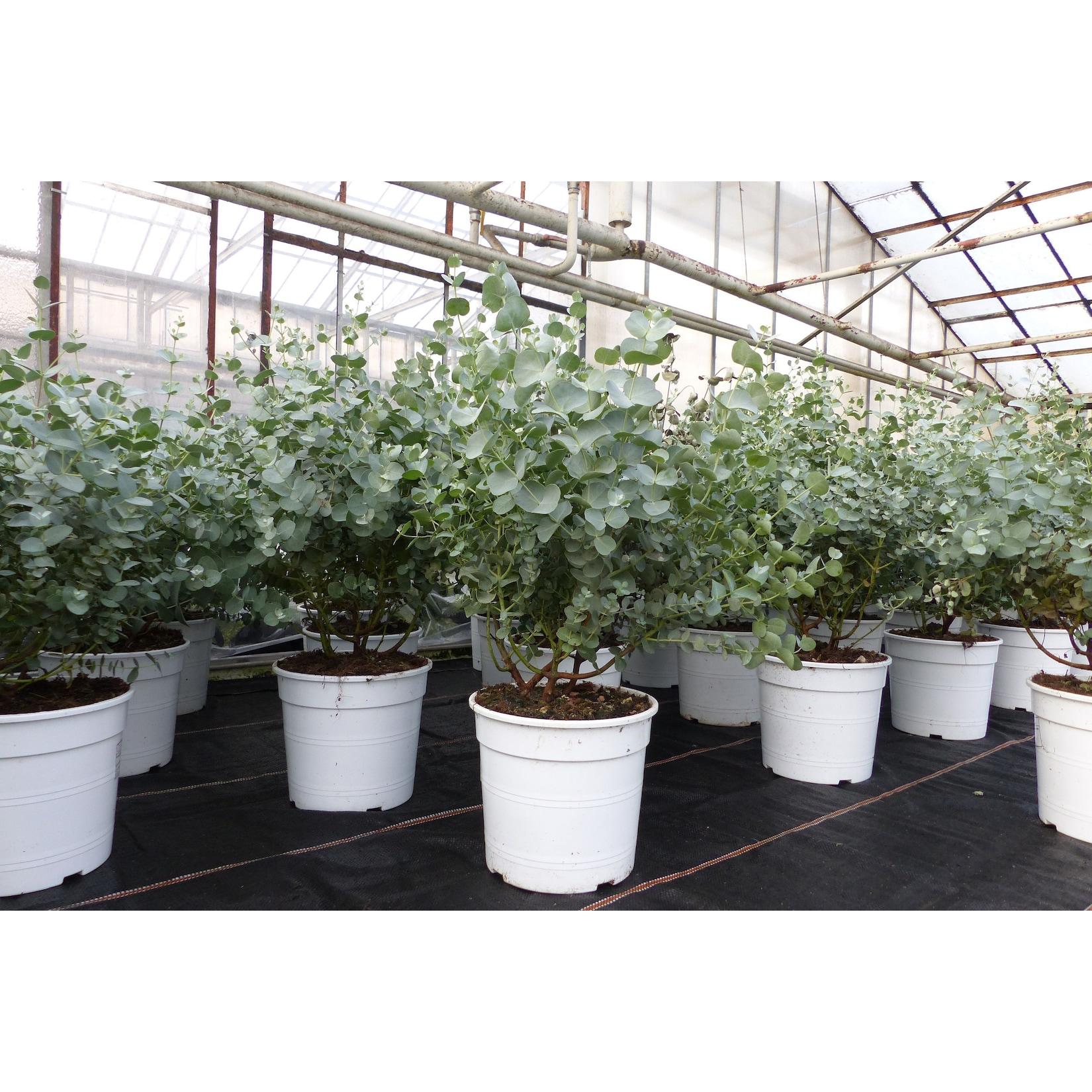 Eucalyptus Gunni Gunnii Busch Kugel Eukalyptusbaum, Höhe 45 - 55 cm Pflanze winterhart