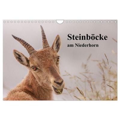 Steinböcke am Niederhorn (Wandkalender 2026 DIN A4 quer), CALVENDO Monatskalender